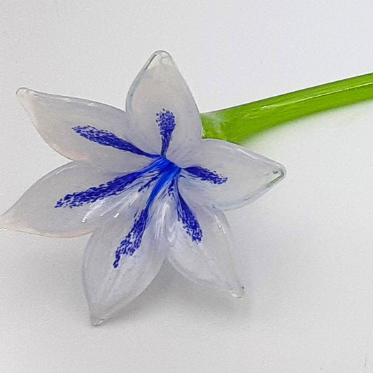 Lily -White/Blue-