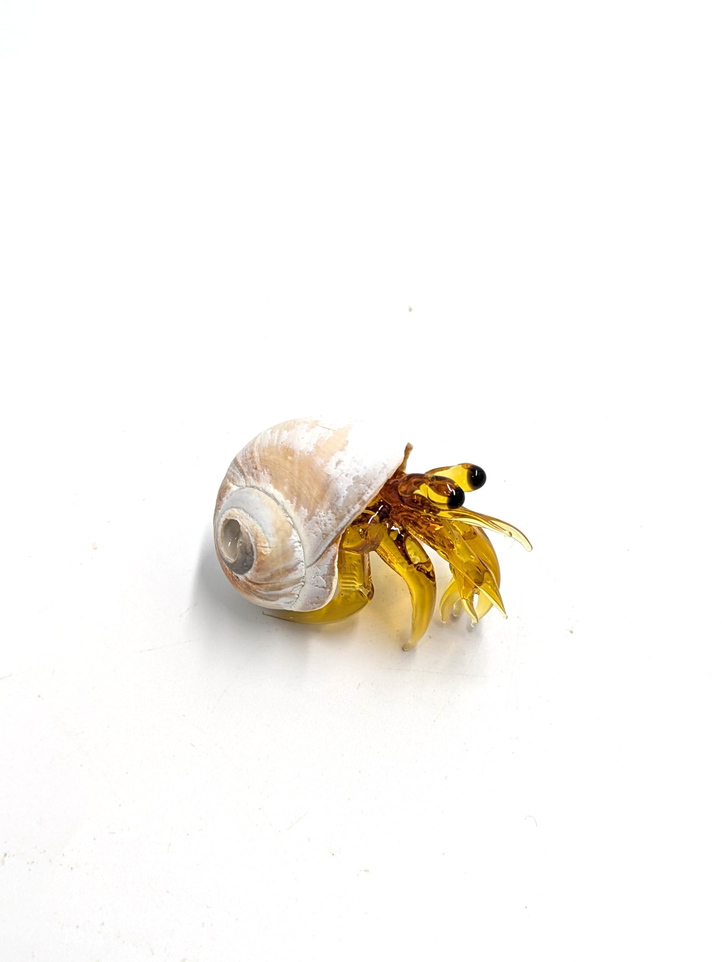 Hermit Crab Isabel