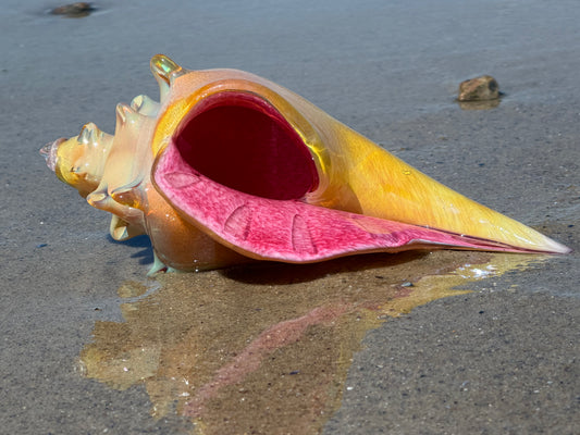 Shell of the Year 2026