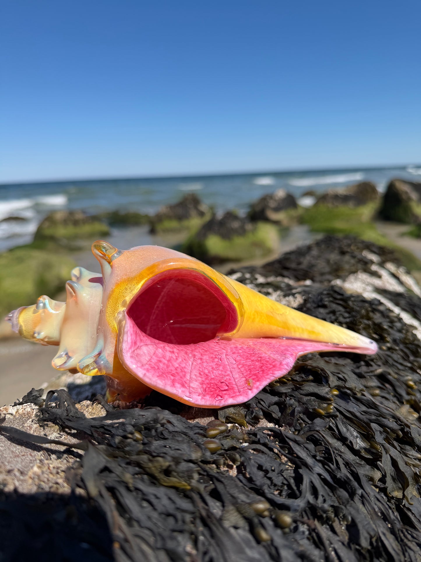 Shell of the Year 2026