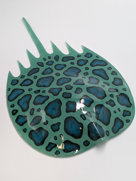Medium Horseshoe Crab