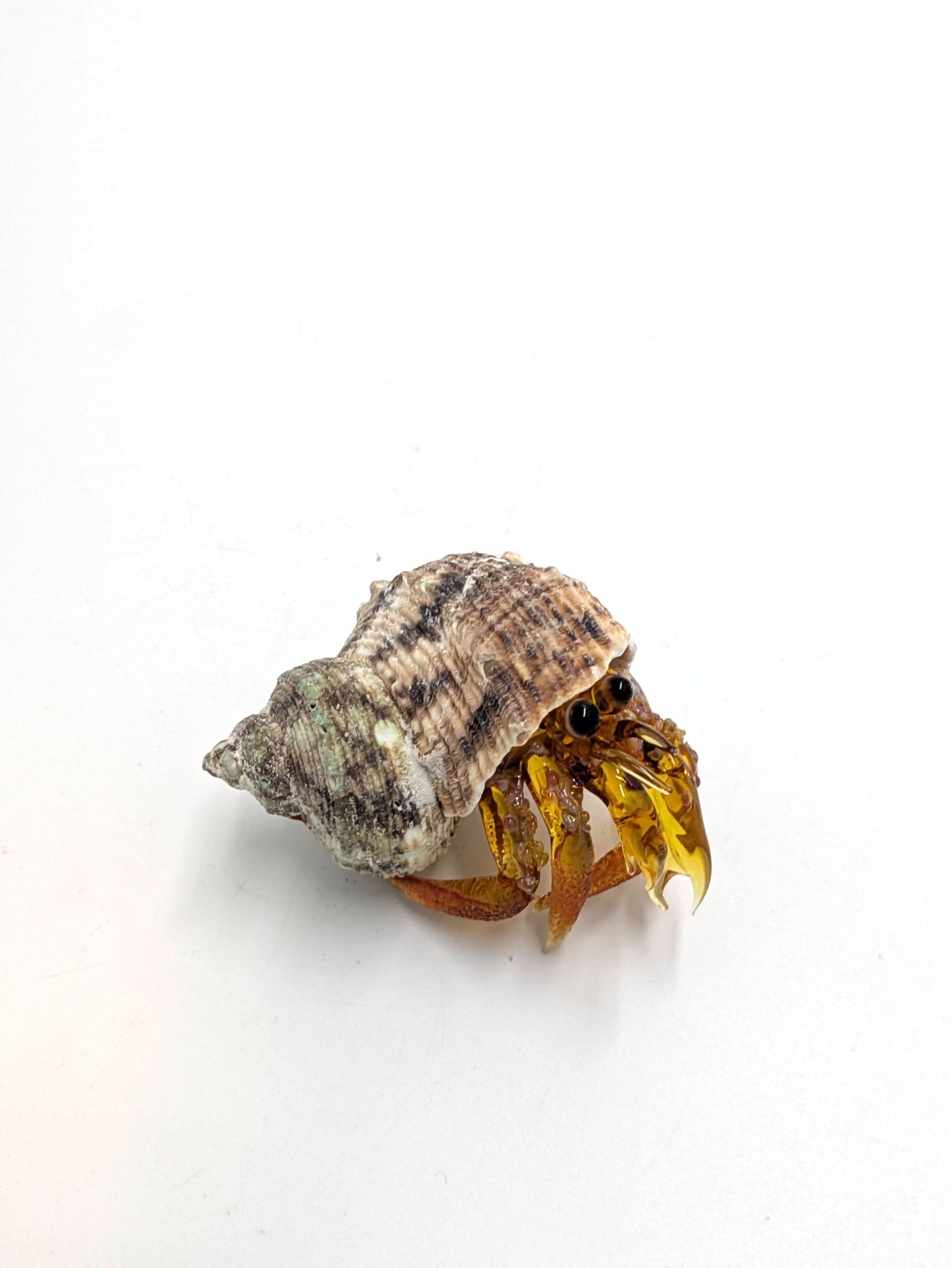 Hermit Crab Isabel
