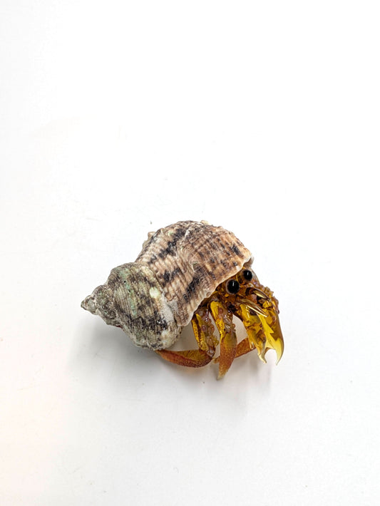 Hermit Crab Isabel