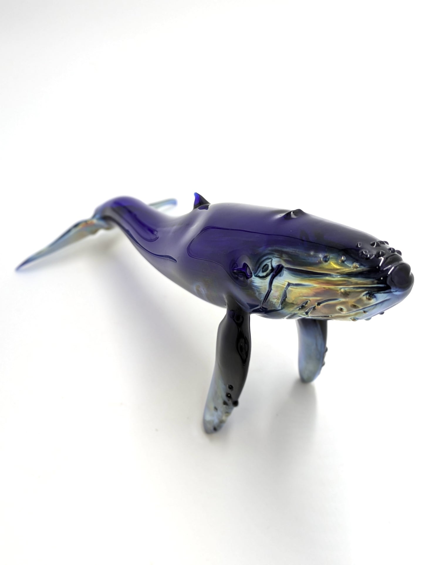 Humpback Whale